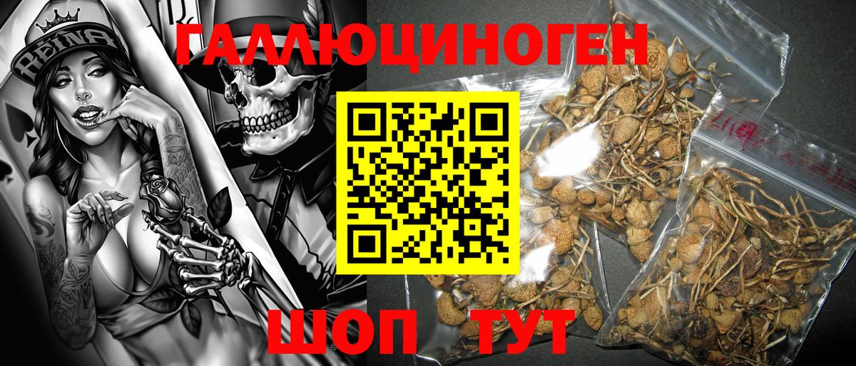 Павлово  Псилоцибиновые грибы Cubensis  где можно купить наркотик  Вход с VPN 